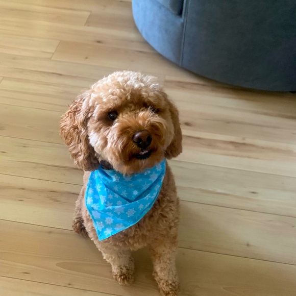 Other - White and  blue dog bandana